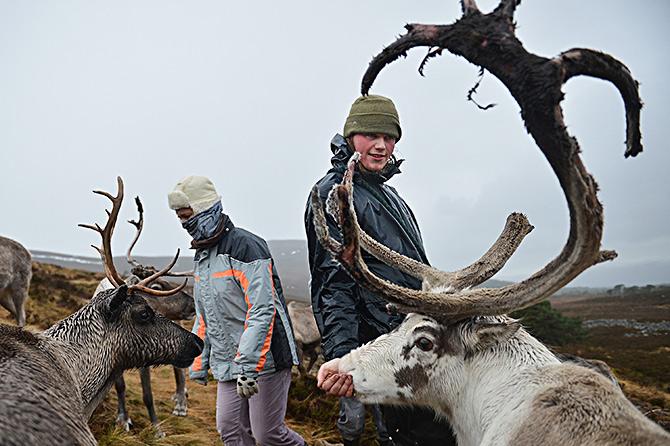 Reindeer in Scotland