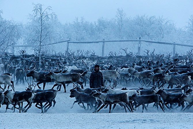 Reindeer in Russia