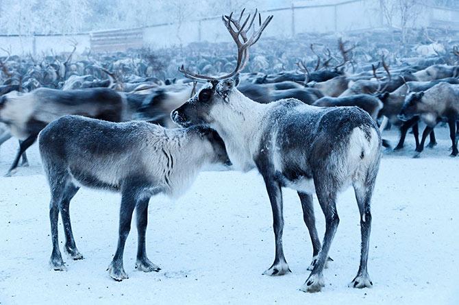 Reindeer in Russia