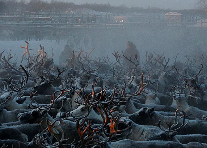 Reindeer in Russia