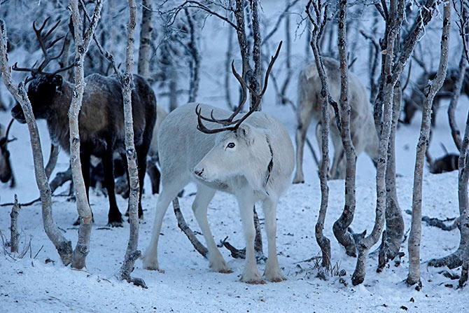 Reindeer in Russia