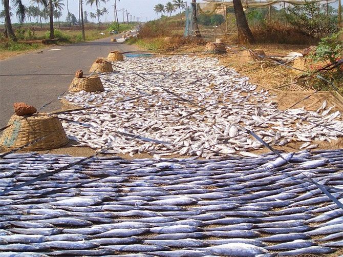 Fish drying on the road to Benaulim Beach, Goa