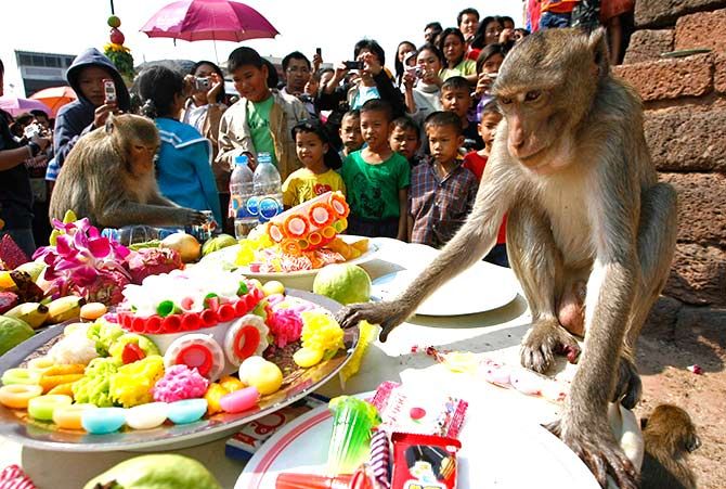 Monkey Festival