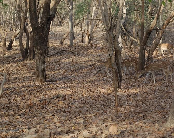IMAGE: Among wildlife that is widely found in Gir, spotted deers top the list with forest guides estimating their numbers at about 200,000 across the 1412 sq km expanse