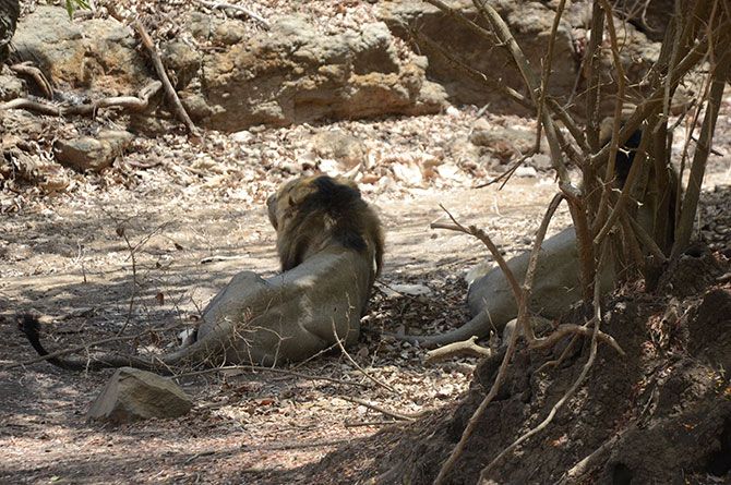 IMAGE: The two lions looked very tired as they walked towards the tourists and then lazed under the shade of a tree, breathing heavily.