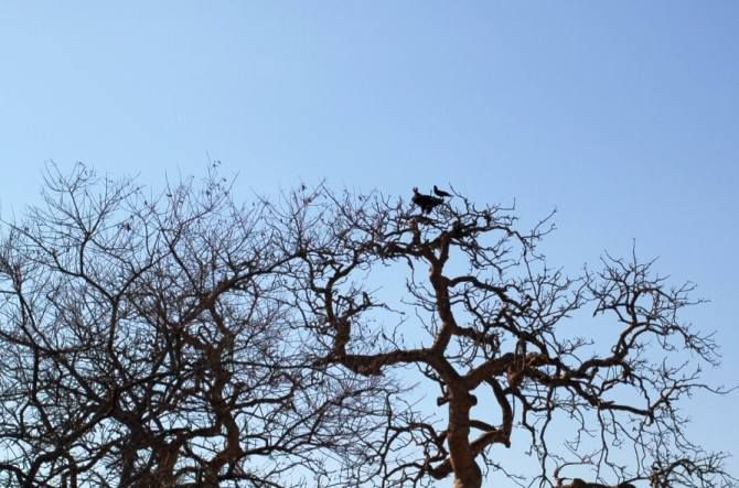 IMAGE: One of the rare sightings, Ketanbhai told us, is that of King Vultures. 
