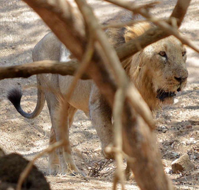 IMAGE: The lions, lionesses and their cubs are not really free inside the Gir forest. A symbiotic relationship between trackers, guides and tourists, with money being the glue, has deprived these wild animals of their freedom. 