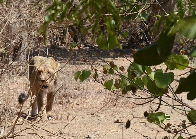 IMAGE: This lioness was least interested in showing herself up and preferred to walk back into the woods leaving behind her male companions.