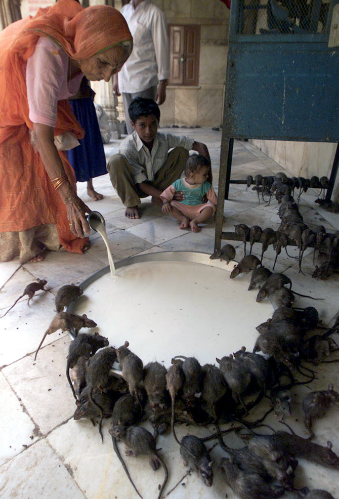 Rat temple at Rajasthan 