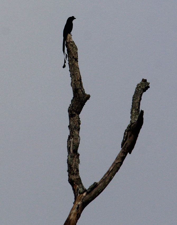 Long Tailed Robin