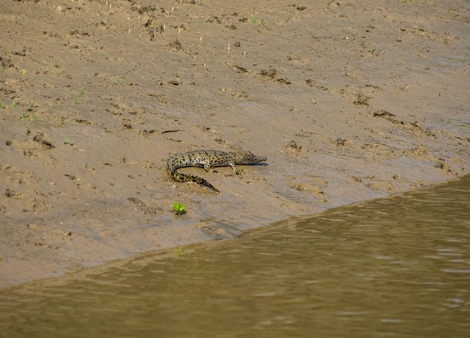 A baby croc at the Bhitarkanika National Park