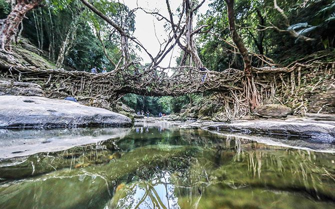 The Living root bridge of Meghalaya