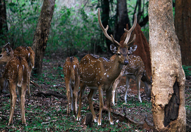 Deer in the Kabini National Park