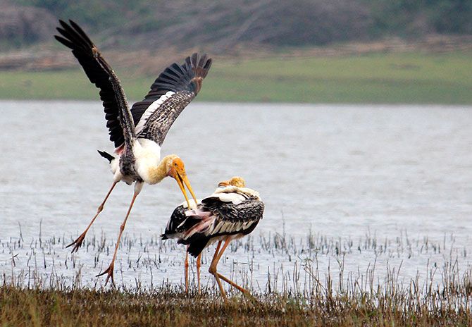Painted storks in the Kabini National Park