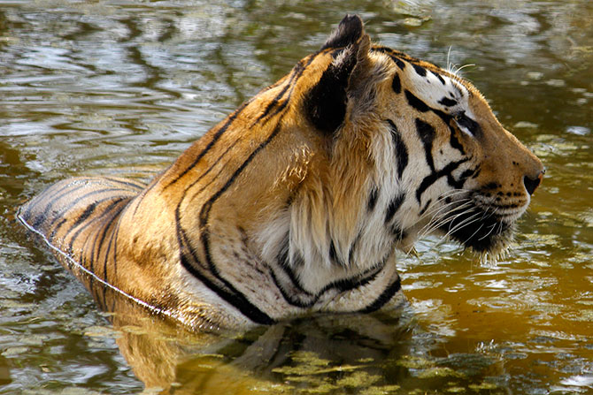 A tiger enjoys a swim in the Bannerghata National Park.