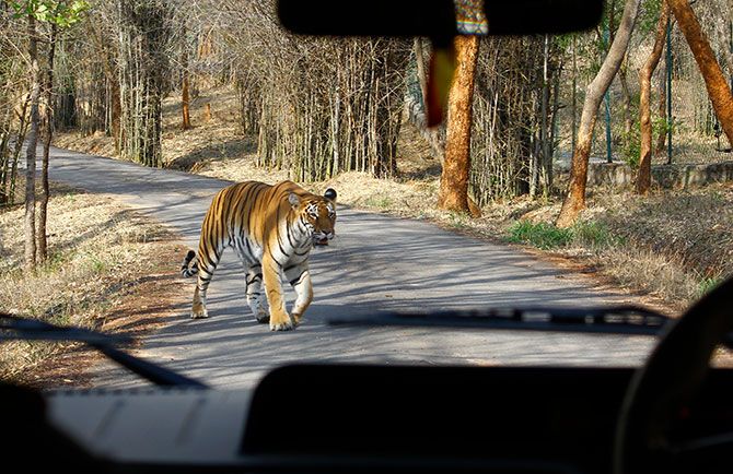 A rare sighting of the majestic tiger in the Bannerghata National Park, Karnataka. All photographs: Rajesh Karkera/Rediff.com