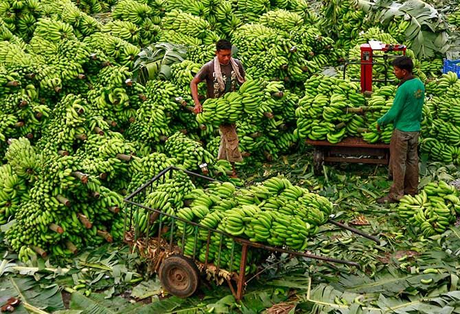 A workers carries bananas to load in a cart at a wholesale market, Kochi, November 28, 2013. Photograph: Sivaram V/Reuters