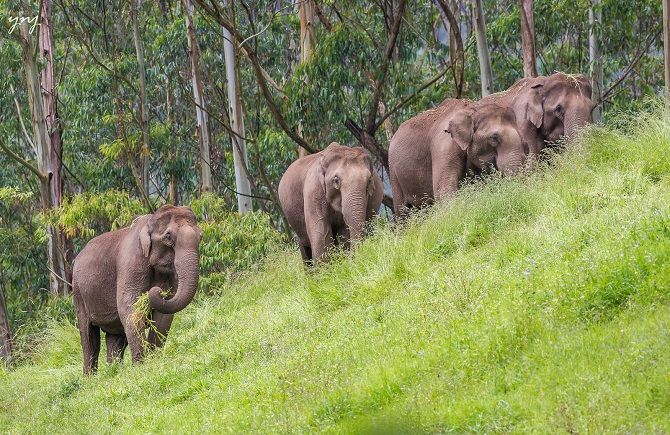 Elephants North Kerala