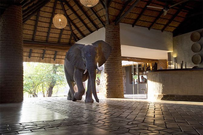 Elephant hotel