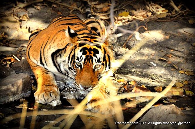 Tiger pix from Ranthambore