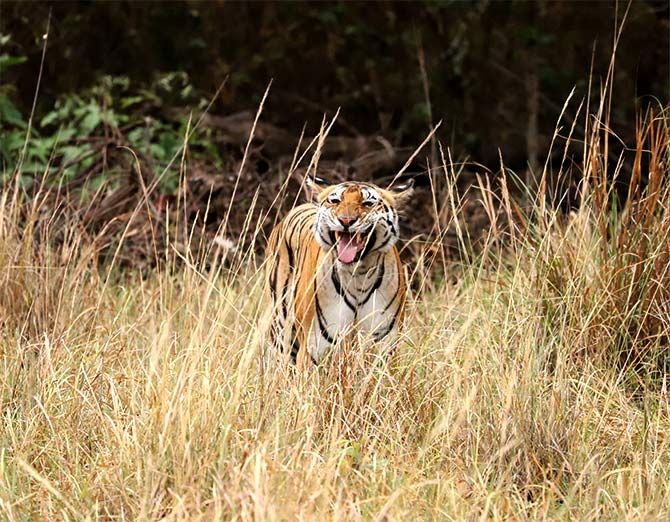 Tiger pix by Ayan Mukherjee