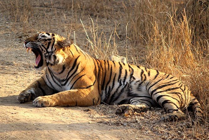 Tiger pix by Ayan Mukherjee