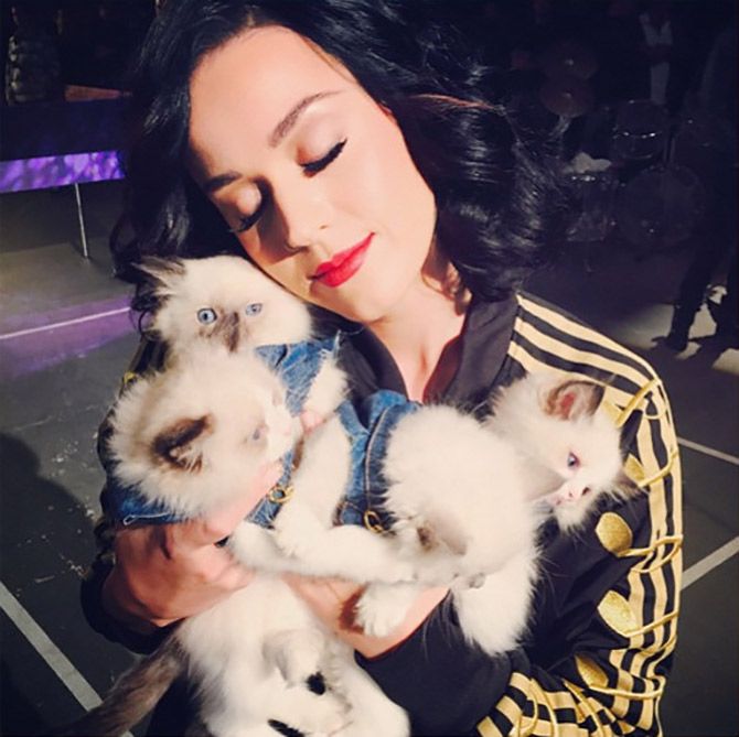 Celebs and their cats