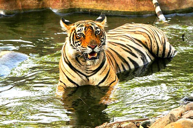 Tiger pix by Shripad Khire