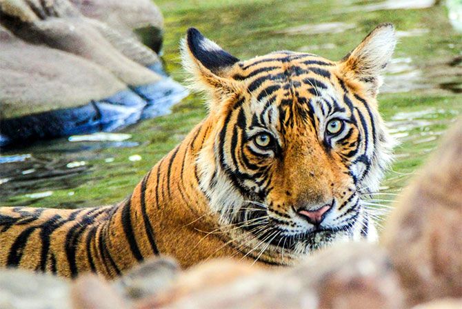 Tiger pix by Shripad Khire