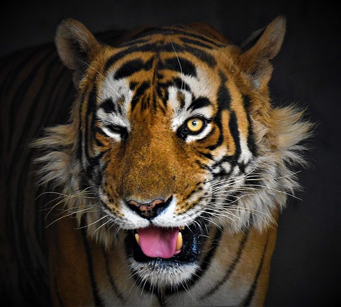 Fateh, the tiger