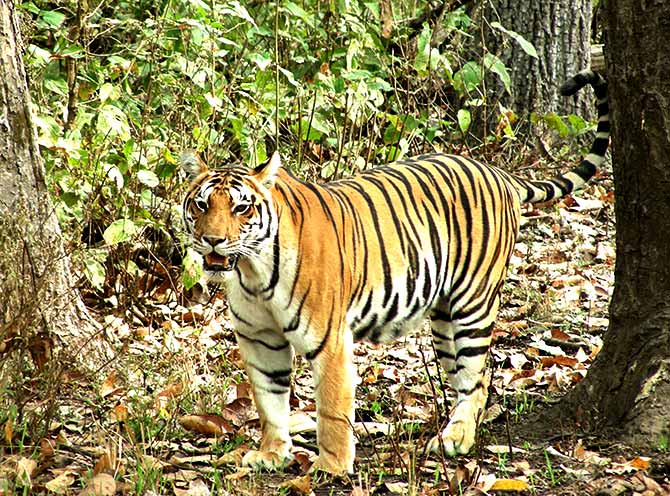Write about our national animal tiger
