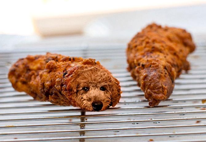 Dogs in Food