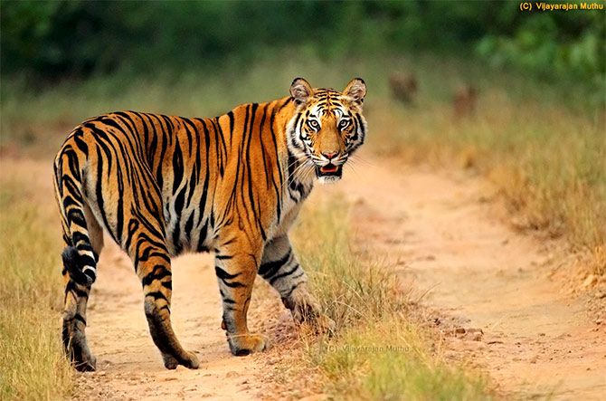 Tiger Spotty at Bandhavgarh Tiger Reserve, Madhya Pradesh, India