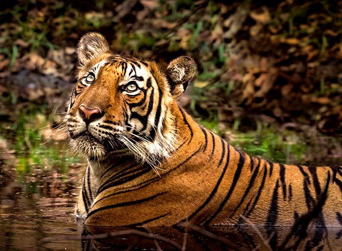 Tiger in Ranthambore by Samuil Kabir