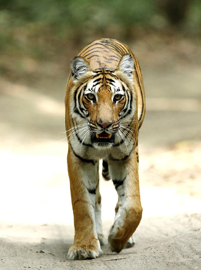 animal national rediff rare pix india tiger indias international