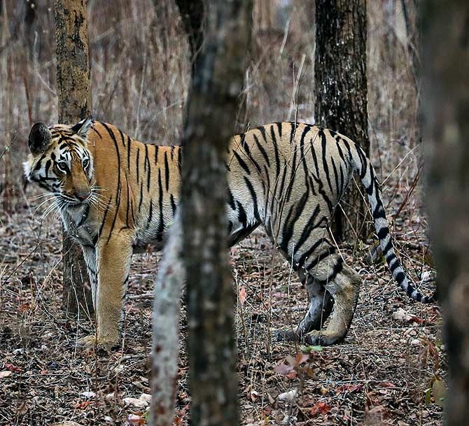 Tiger pix by Saptarshi