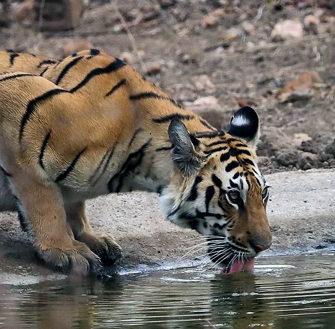 Tiger pix by Saptarshi