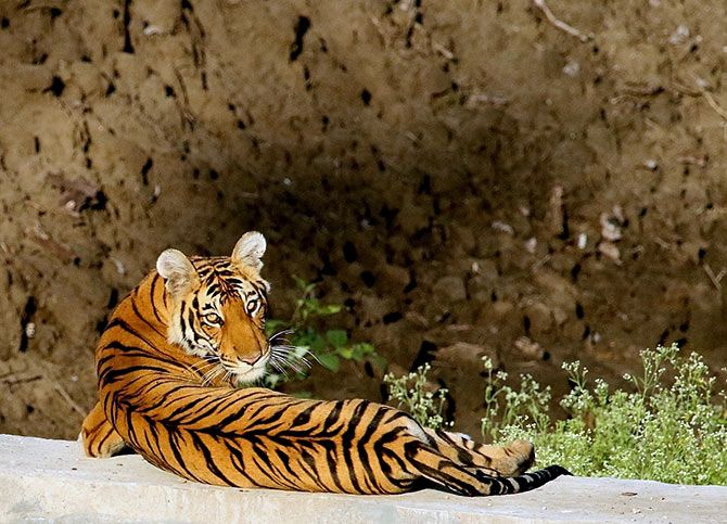 Tiger diaries