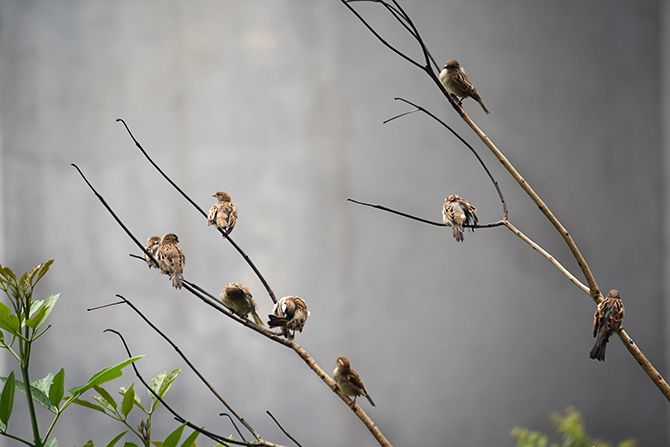World sparrow day responses by rediff readers