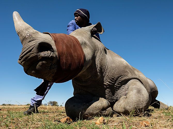 Rhinos endangered dehorning