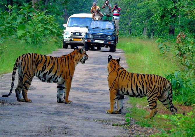Shriram Prasad shares his best tiger spotting experience in Chandrapur
