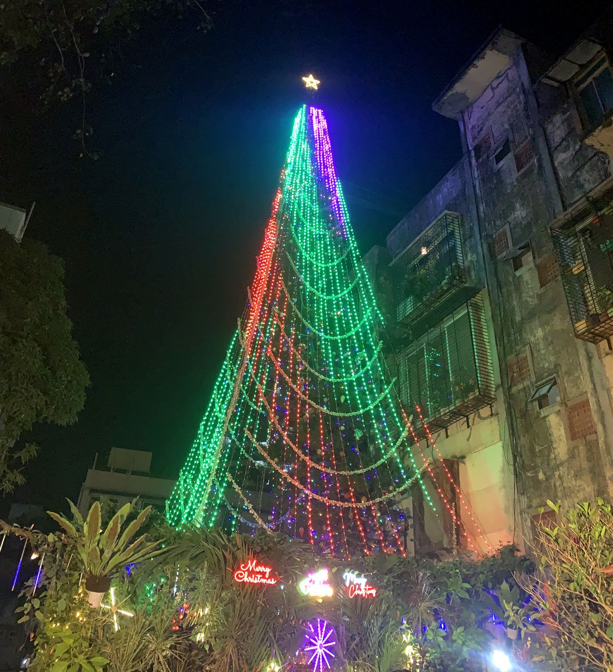Tallest Christmas tree