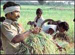 Agriculture: Mainstay of Indian economy