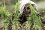 A woman displays dried rice crops in Purulia, 300 km from Calcutta. Photo: Reuters/Jayanta Shaw