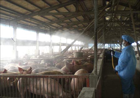 A handout photograph shows workers spraying disinfectant on pigs as a precautionary measure inside a pig farm in Changhua County in Mexico. | Photograph: Animal Disease Control Center of Chunghua County/Handout/Reuters