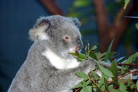 Kaola eating eucalyptus.