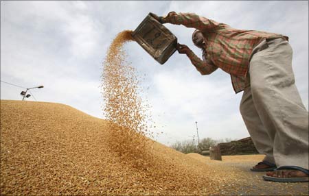 A worker sifts wheat at a grain market in Chandigarh.