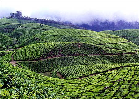 A tea plantation in Kerala