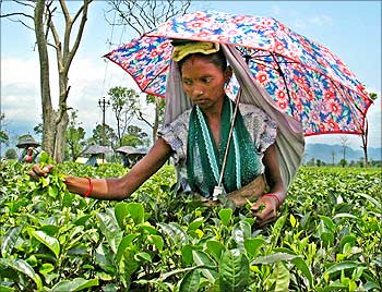 A tea plantation worker plucks tea leaves during a hot day.