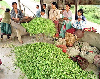 A worker pours tea leaves after weighing them.